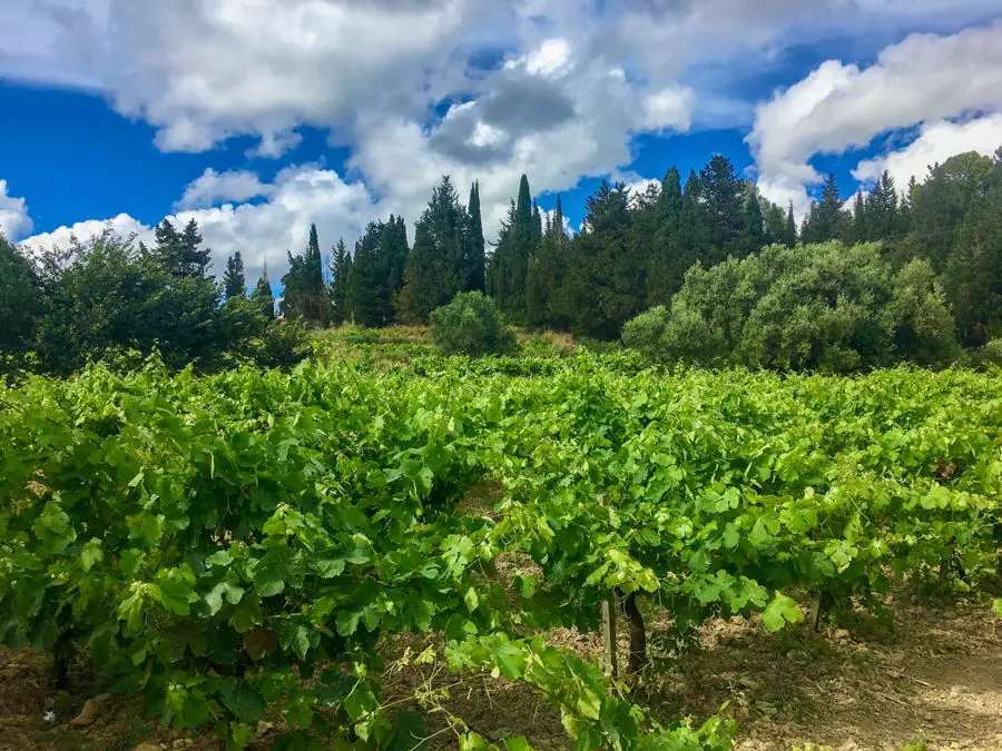 voyage à kefalonia grèce vignoble sklavos