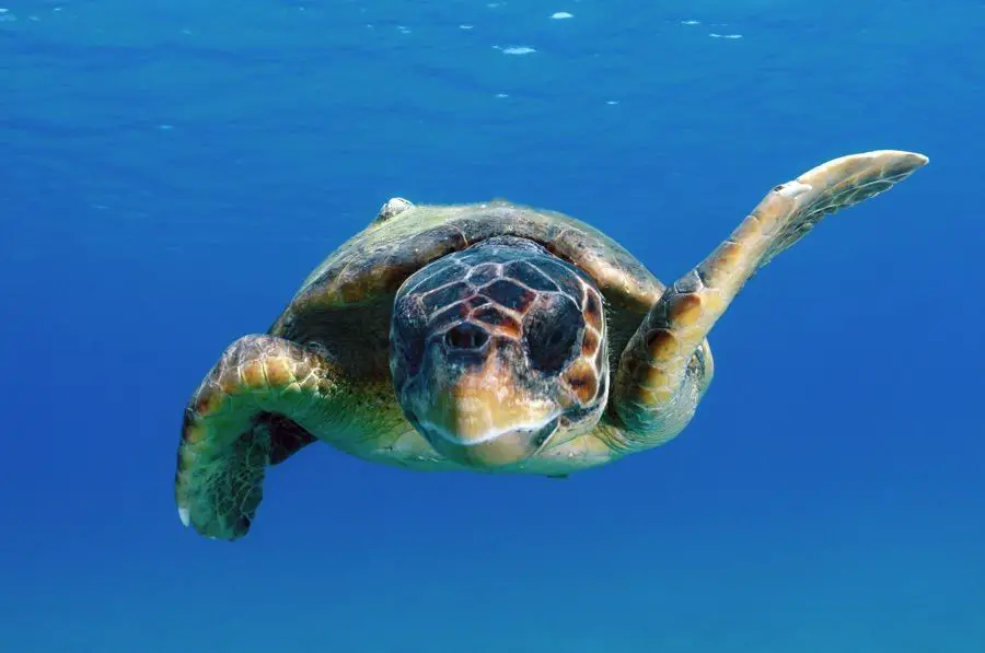 Tortue caouanne en train de nager