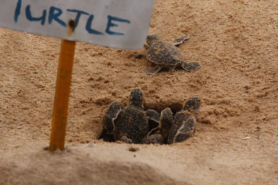 Nid de tortue caouanne Zakynthos