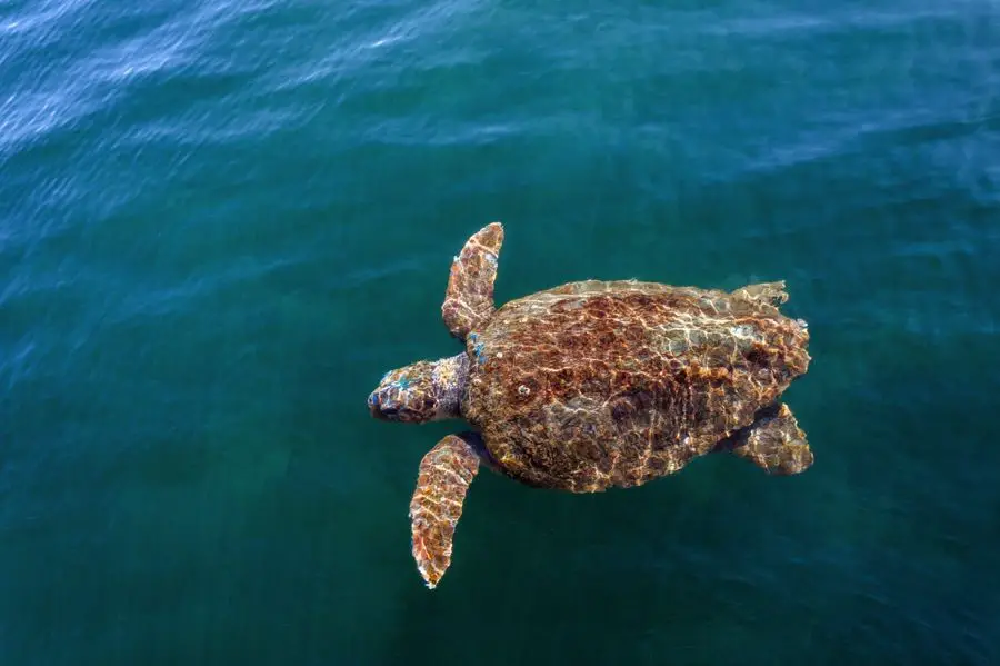 Grèce Tortue caouanne