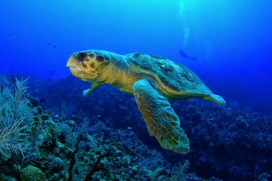 Comment voir les tortues (et pourquoi pas nager avec les tortues) de Zante en 2023 ? La meilleur période, les emplacements... 2 Tortue caouanne Zakynthos Coral Diver