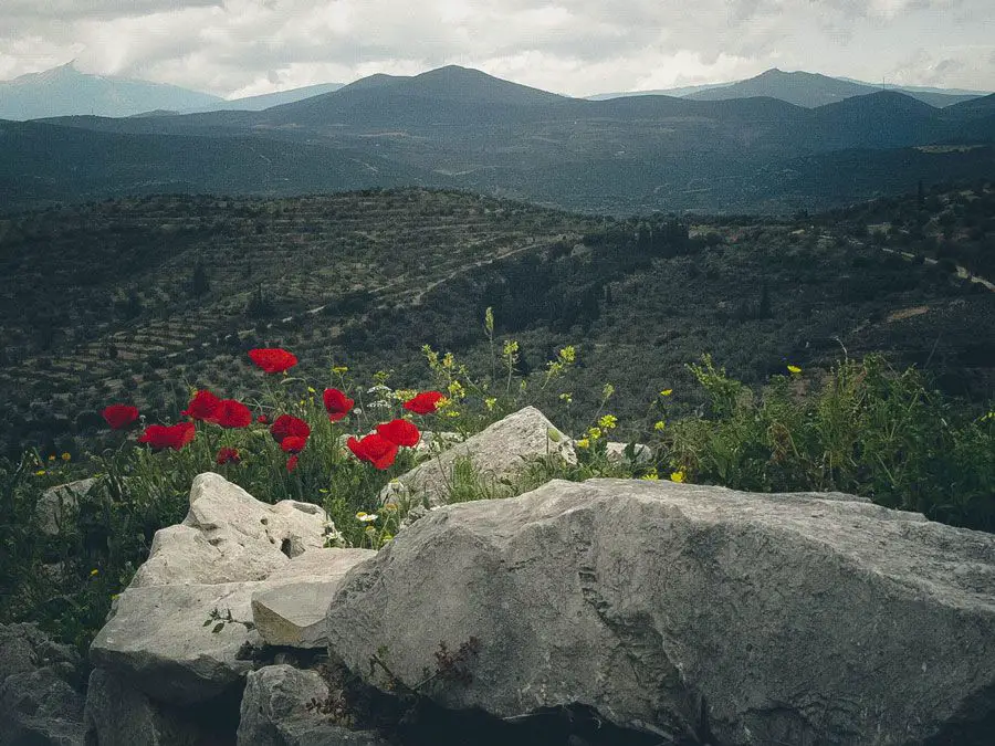 choses à faire en Grèce - fleurs de printemps