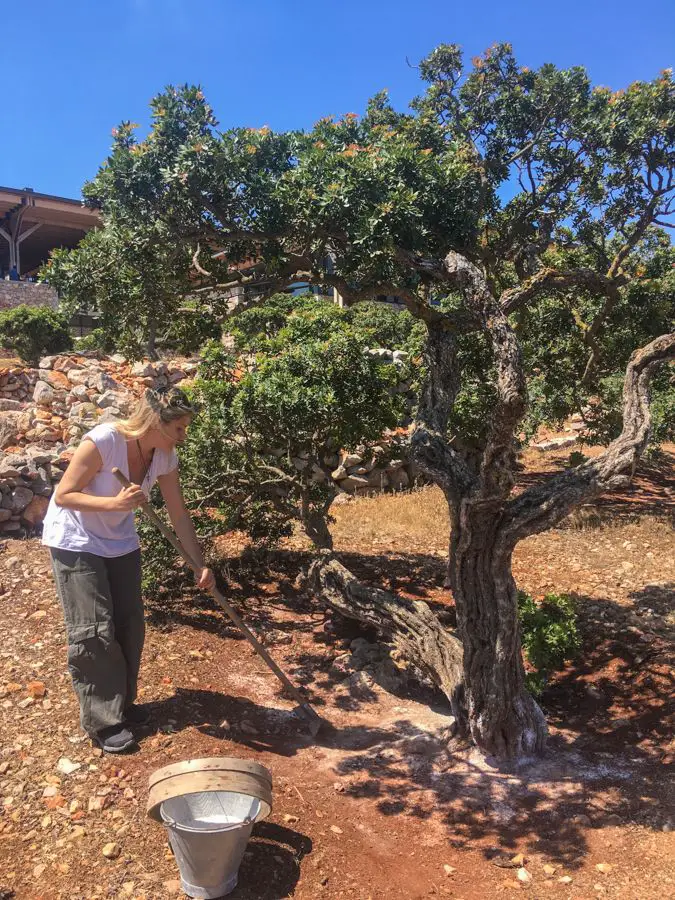 Chios, notre guide de voyage pour 5 jours de vacances incroyables en 2022 6 chios grèce production de mastic