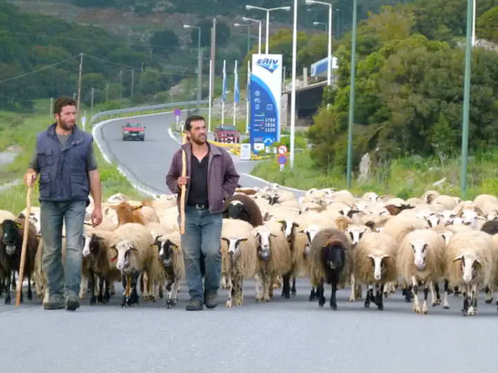 Croisière en Crète en voiture : 5 étapes incontournables 6 Moutons & ; leurs bergers bloquant la route