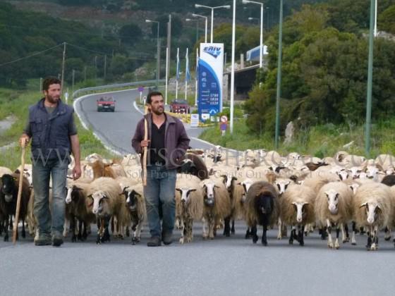 troupeau de moutons grèce