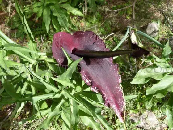 Croisière en Crète d'un océan à l'autre 27 belle fleur gorge de samaria