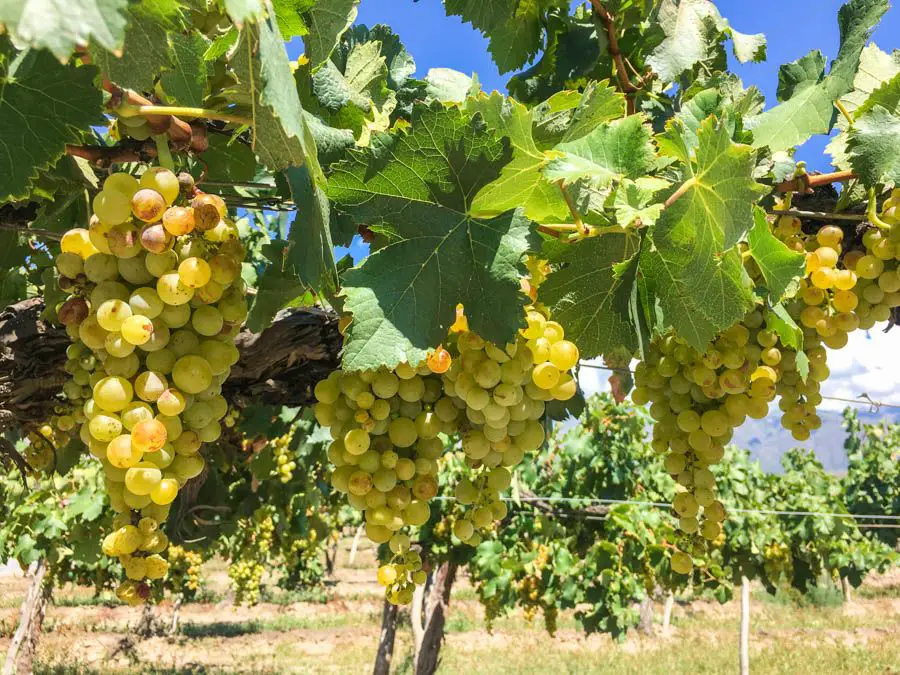 voyage à cafayate argentine vignobles