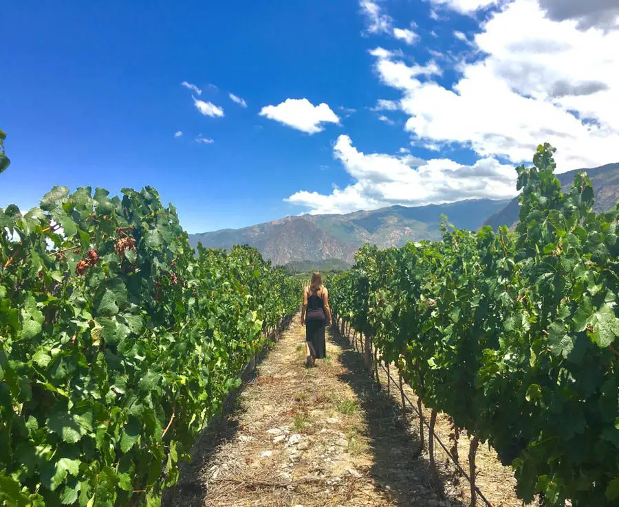 voyage à cafayate argentine vignoble piattelli