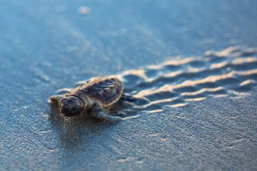 Comment voir les tortues (et pourquoi pas nager avec les tortues) de Zante en 2023 ? La meilleur période, les emplacements... - Comment voir les tortues (et pourquoi pas nager avec les tortues) de Zante en 2023 ? La meilleur période, les emplacements...