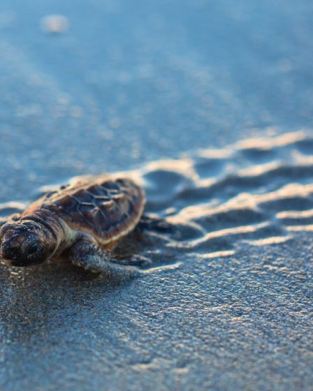 Comment voir les tortues (et pourquoi pas nager avec les tortues) de Zante en 2023 ? La meilleur période, les emplacements... - Comment voir les tortues (et pourquoi pas nager avec les tortues) de Zante en 2023 ? La meilleur période, les emplacements...