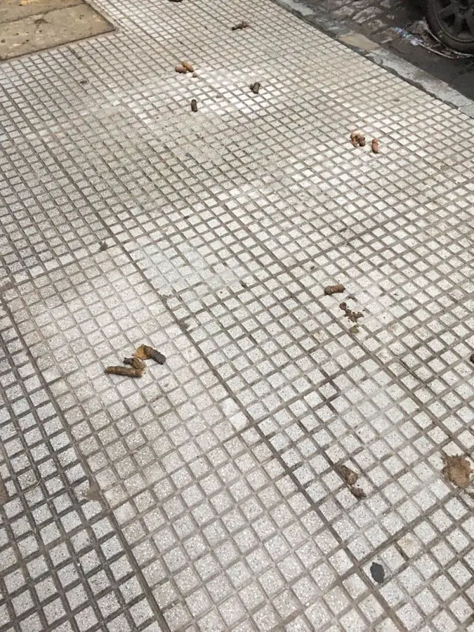 vivre à buenos aires caca de chien