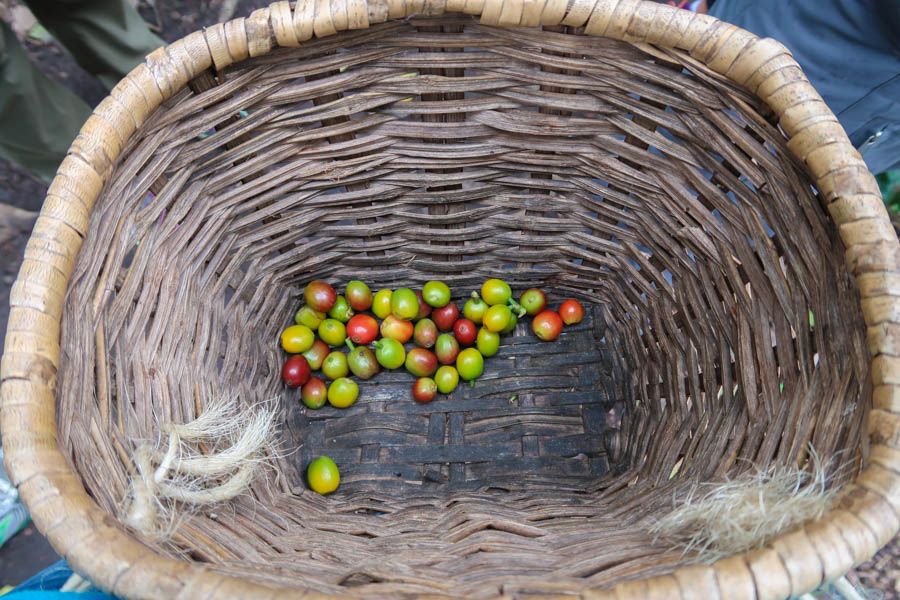 voyage à la ferme de café de salento colombia