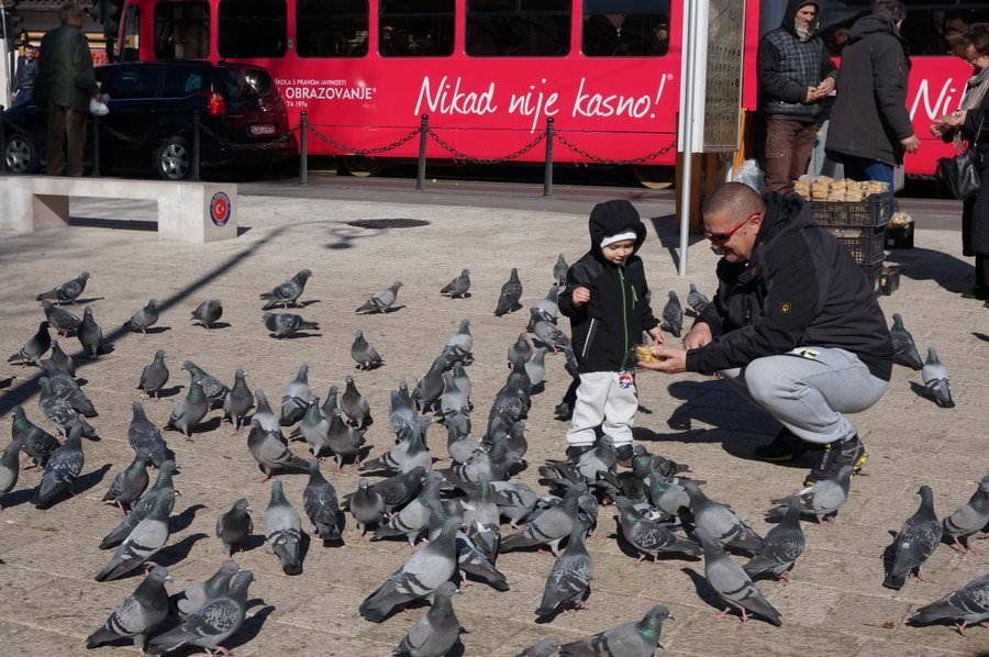 Un garçon nourrit des pigeons à Sarajevo