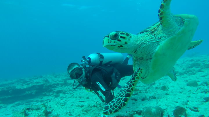 Isla Mujeres, Mexique - Retrouver ses amis et vivre la vie de plage 4 plongée sous-marine isla mujeres