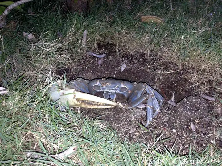 Vivre à la Grenade : Notre vie en photos 19 crabe violoniste au grenadier