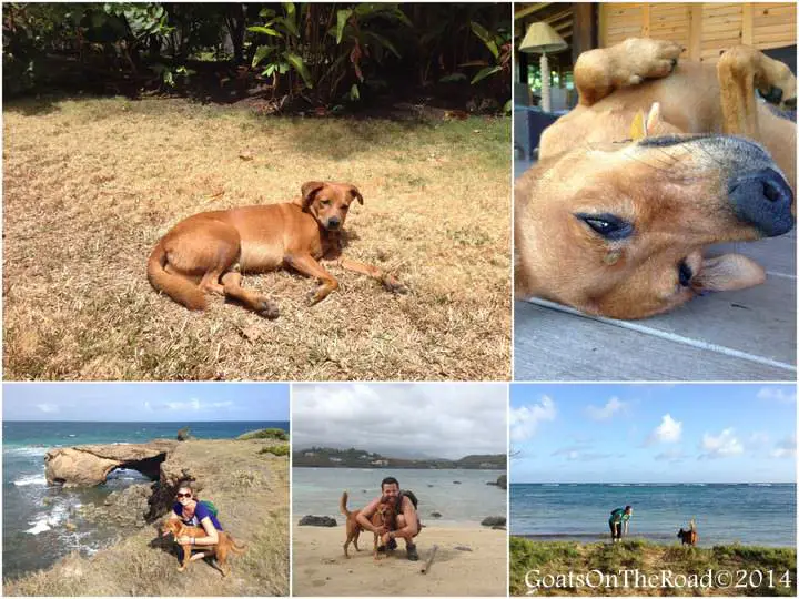 Vivre à la Grenade - Le paradis des Caraïbes (avec vidéo) 14 pet sitting in grenada