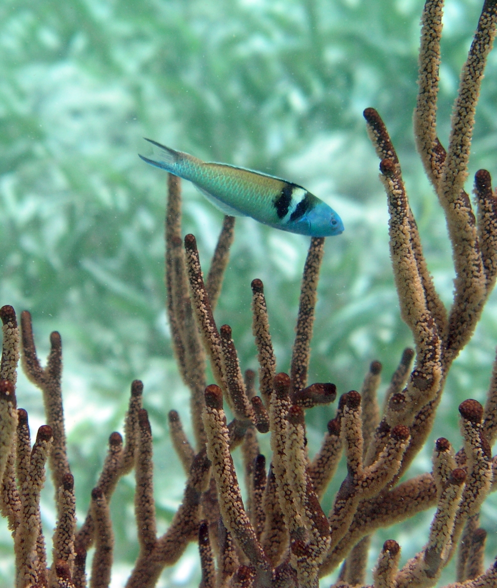 Plonger avec des requins et des anguilles affamées - la barrière de corail de Belize (avec vidéo) 2 Bluhead Wrasse.jpg