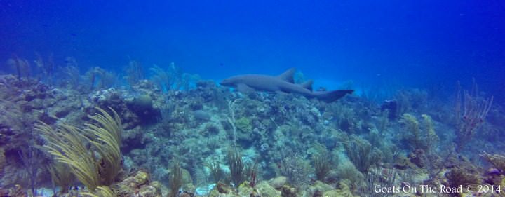 Plonger avec des requins et des anguilles affamées - la barrière de corail de Belize (avec vidéo) 5 Plongée avec un requin nourrice à Ambergris Caye