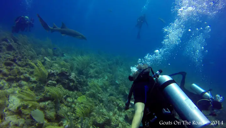 Plonger avec des requins et des anguilles affamées - la barrière de corail de Belize (avec vidéo) 6 Plongée requin Ambergris Caye Belize