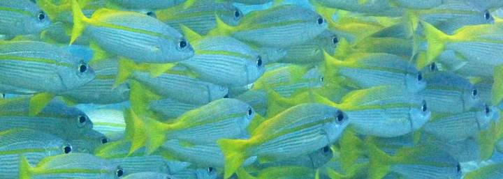 poisson Plongée Ambergris Caye Belize