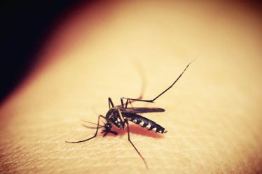 Notre combat contre le redoutable Chikungunya - Notre combat contre le redoutable Chikungunya