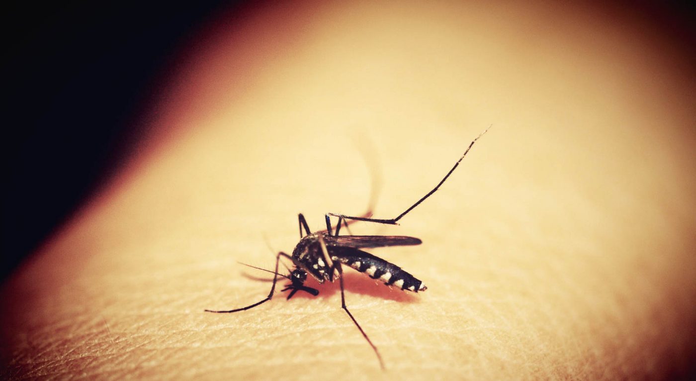 Notre combat contre le redoutable Chikungunya 1 Notre combat contre le redoutable Chikungunya - Notre combat contre le redoutable Chikungunya