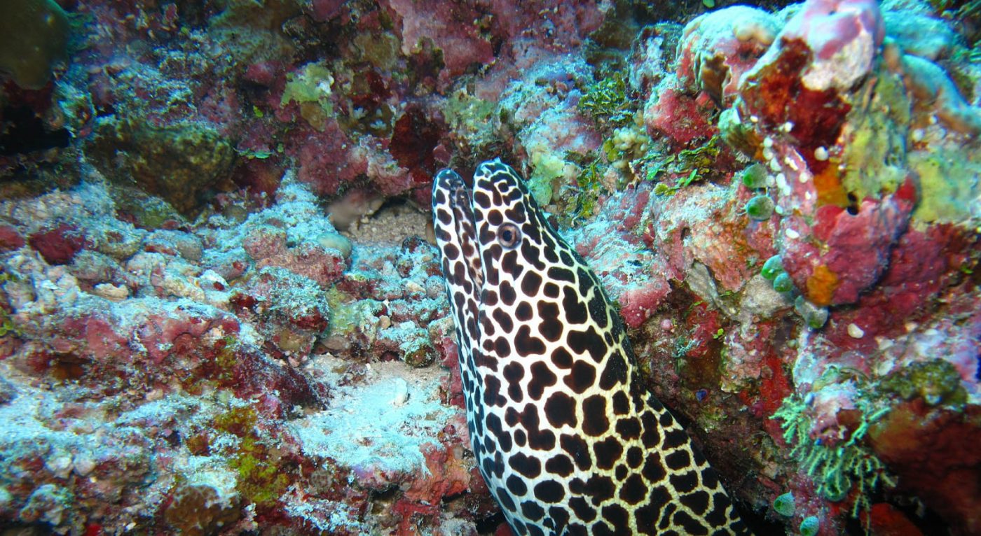 Plonger avec des requins et des anguilles affamées - la barrière de corail de Belize (avec vidéo) 1 Plonger avec des requins et des anguilles affamées - la barrière de corail de Belize (avec vidéo) - Plonger avec des requins et des anguilles affamées - la barrière de corail de Belize (avec vidéo)