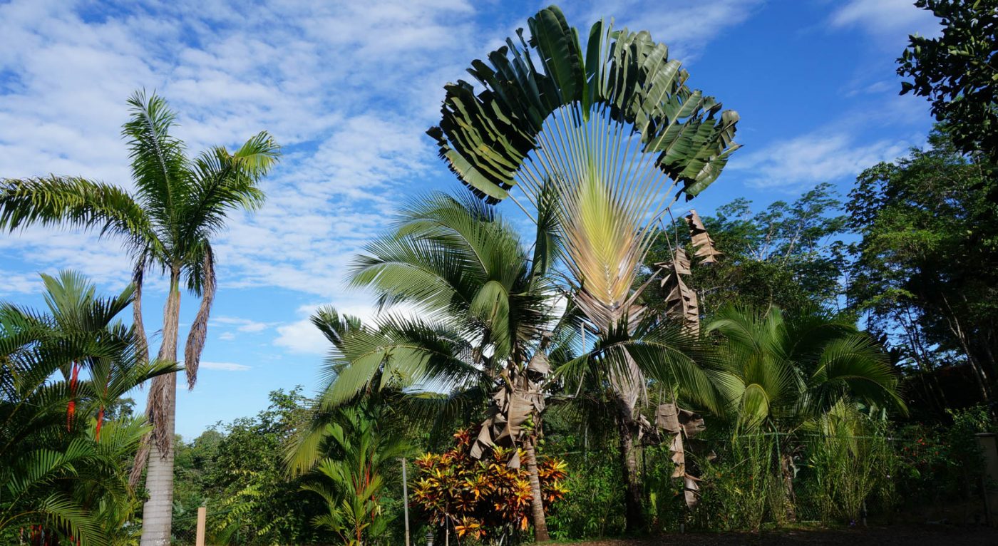 5 raisons pour lesquelles nous sommes impatients de visiter le Costa Rica 1 5 raisons pour lesquelles nous sommes impatients de visiter le Costa Rica - 5 raisons pour lesquelles nous sommes impatients de visiter le Costa Rica