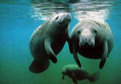 Aventures au Belize - À la recherche de l'insaisissable lamantin 3 http://gardenofeaden.blogspot.com/2012/07/where-do-manatees-live.html