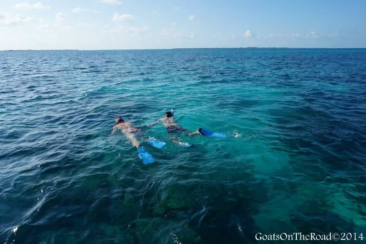 Aventures au Belize - À la recherche de l'insaisissable lamantin 5 snorkelling caye caulker