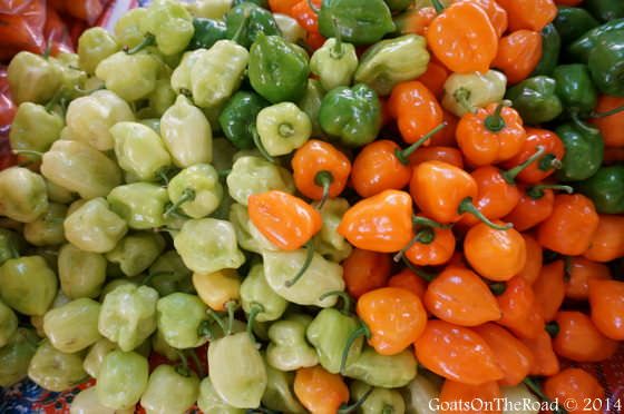 Voyager à Valladolid : un résumé de deux semaines 8 piments habanero mexique