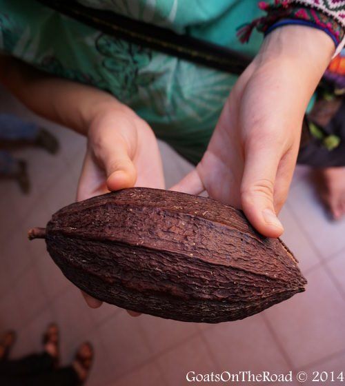 Voyager à Valladolid : un résumé de deux semaines 9 cosse de cacao