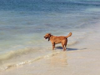 La grande révélation... Où allons-nous ensuite ? ! 4 pet sitting