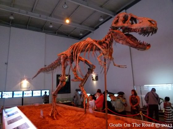 Souvenirs de Mongolie - Bilan de 30 jours de voyage 5 squelette de dinosaure mongolie
