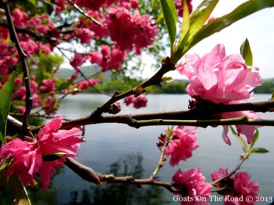 Le printemps est arrivé en Chine ! 4 le printemps en chine