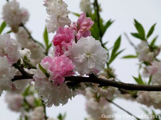 Le printemps est arrivé en Chine ! 8 fleurs à hangzhou