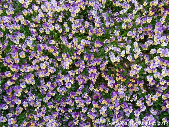 Le printemps est arrivé en Chine ! 10 fleurs