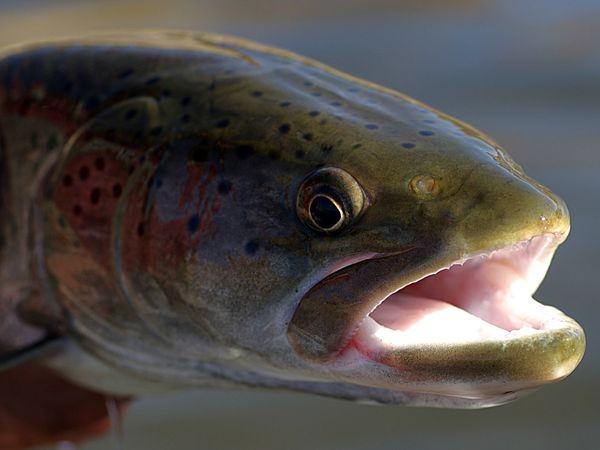 Notre prochain voyage... le plus épique ? 4 Ces poissons, que l'on trouve en Mongolie & ; Russie, peuvent atteindre 200 lbs !