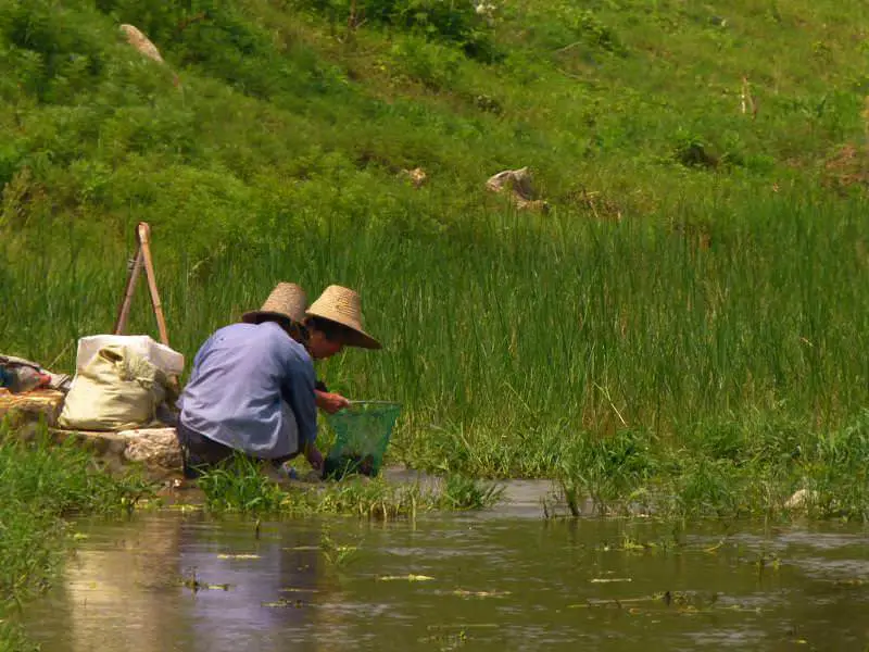 local people searching for snails Yangshuo - Nous sommes enfin en Chine ! - Yangshuo - Nous sommes enfin en Chine !