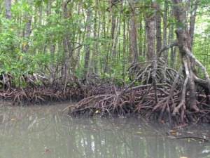 the mangrove forest Une nouvelle merveille naturelle du monde - Une nouvelle merveille naturelle du monde