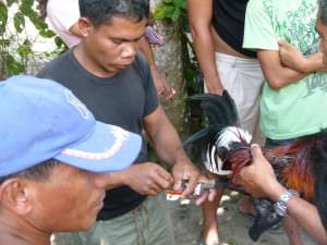 Cock Fight in Port Barton Port Barton, Philippines - La beauté avant le développement - Port Barton, Philippines - La beauté avant le développement