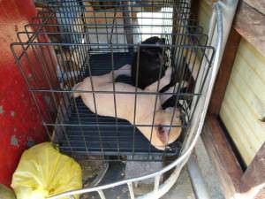 Caged Puppies in the back of the Jeepney Port Barton, Philippines - La beauté avant le développement - Port Barton, Philippines - La beauté avant le développement