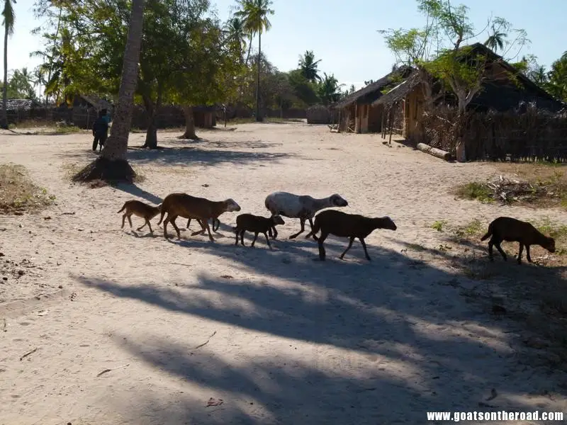 des chèvres sur la route ! Île de Quirimba, Mozambique archipel des quirimbas