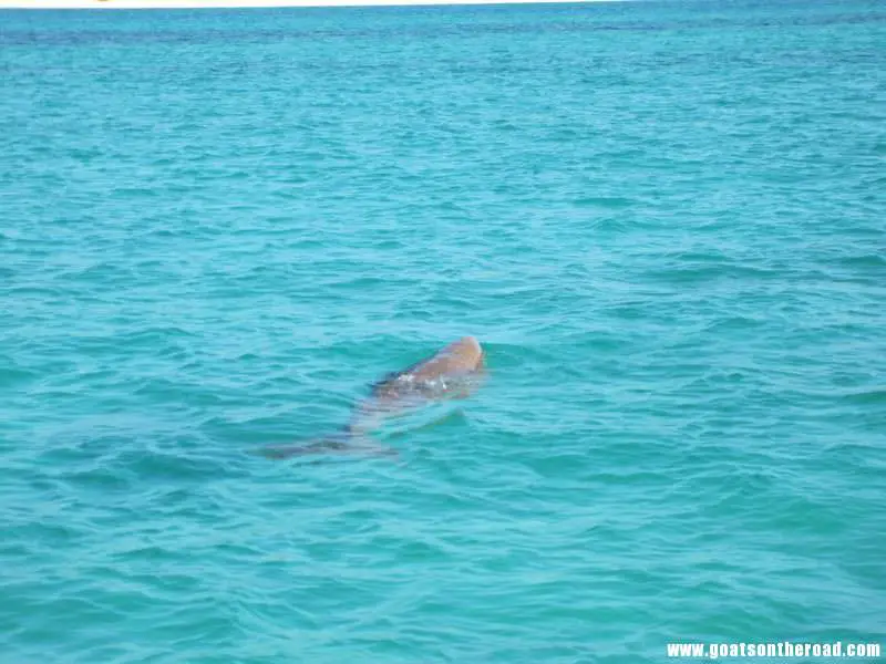a Dugong in the Vilanculos Archipelago Vilanculos, Mozambique - Plages et yeux bandés - Vilanculos, Mozambique - Plages et yeux bandés