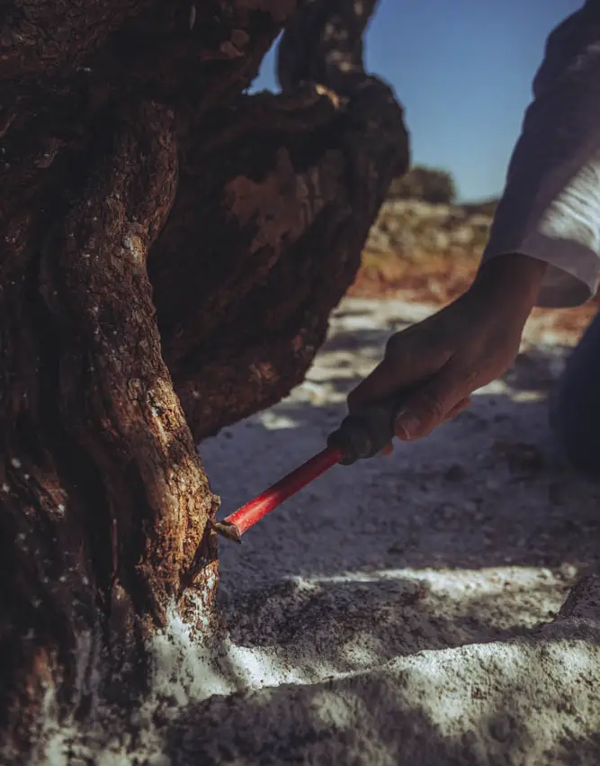 Agritourisme à Chios - Notre journée en tant que producteurs de mastic 2 Agritourisme à Chios - Notre journée en tant que producteurs de mastic - Agritourisme à Chios - Notre journée en tant que producteurs de mastic