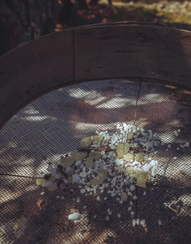 Agritourisme à Chios - Notre journée en tant que producteurs de mastic 7 Agritourisme à Chios - Notre journée en tant que producteurs de mastic - Agritourisme à Chios - Notre journée en tant que producteurs de mastic