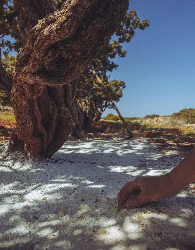 Agritourisme à Chios - Notre journée en tant que producteurs de mastic 6 Agritourisme à Chios - Notre journée en tant que producteurs de mastic - Agritourisme à Chios - Notre journée en tant que producteurs de mastic