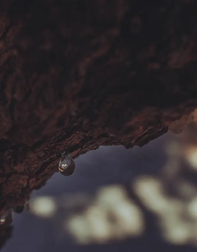 Agritourisme à Chios - Notre journée en tant que producteurs de mastic 5 Agritourisme à Chios - Notre journée en tant que producteurs de mastic - Agritourisme à Chios - Notre journée en tant que producteurs de mastic