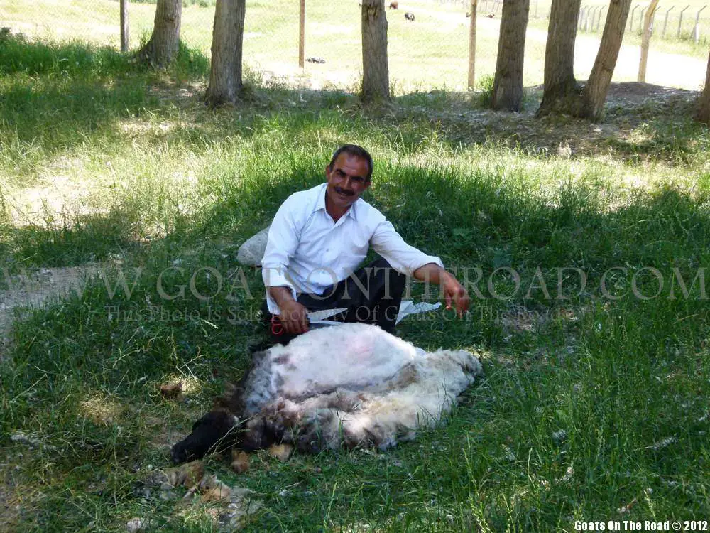 Il est temps d'enlever le manteau chaud. Tonte de moutons à Van, Turquie tonte de moutons en turquie