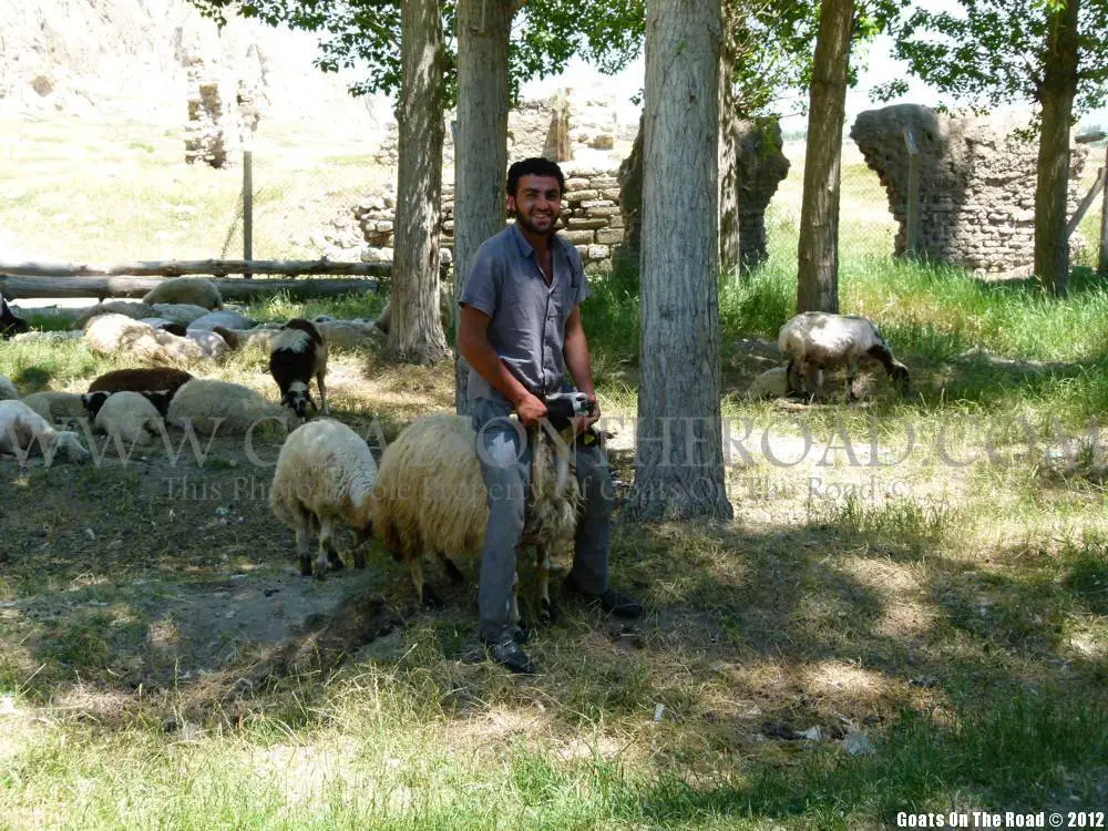 Ne bougez pas ! Tonte de moutons à Van, Turquie orientale tondre des moutons en turquie
